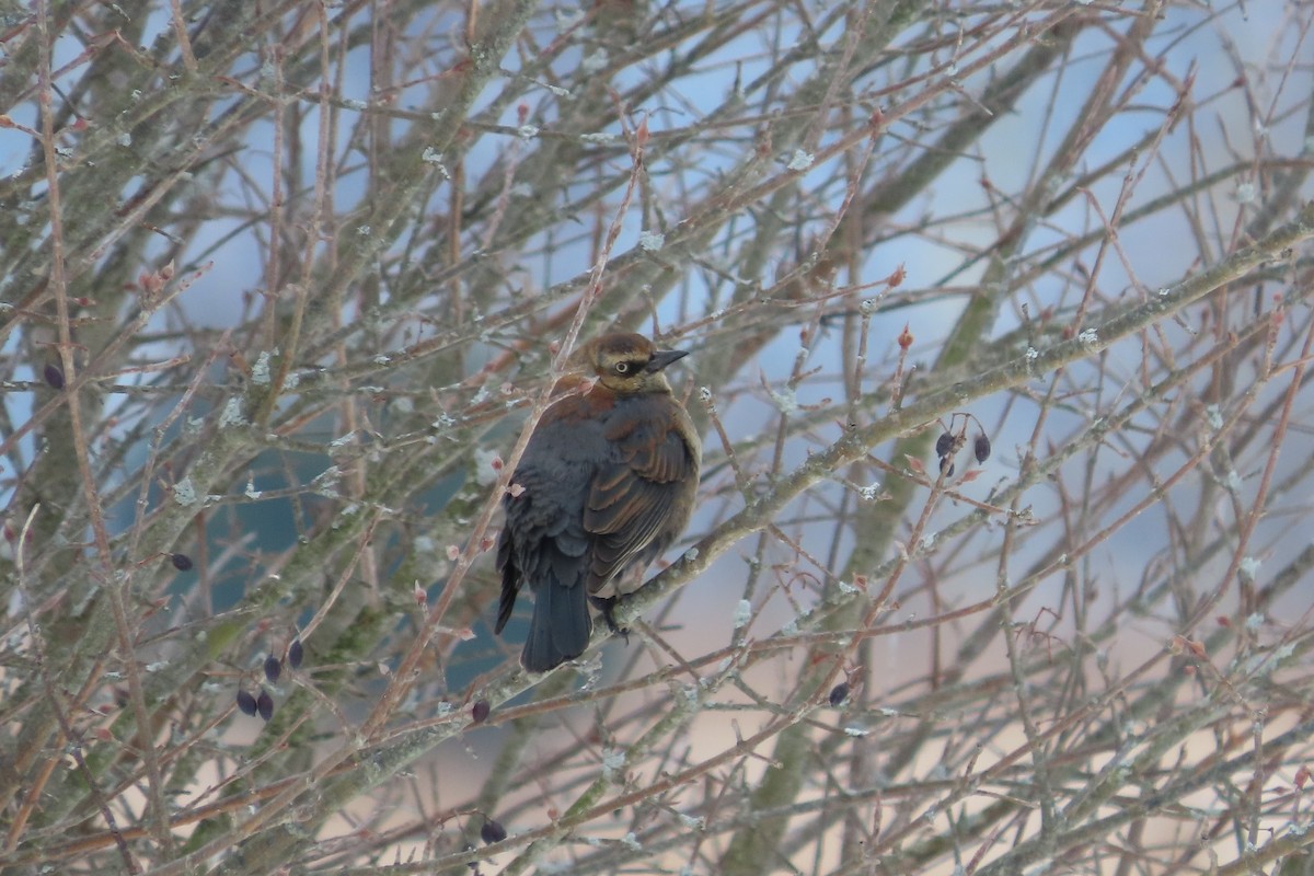 Rusty Blackbird - ML650274072