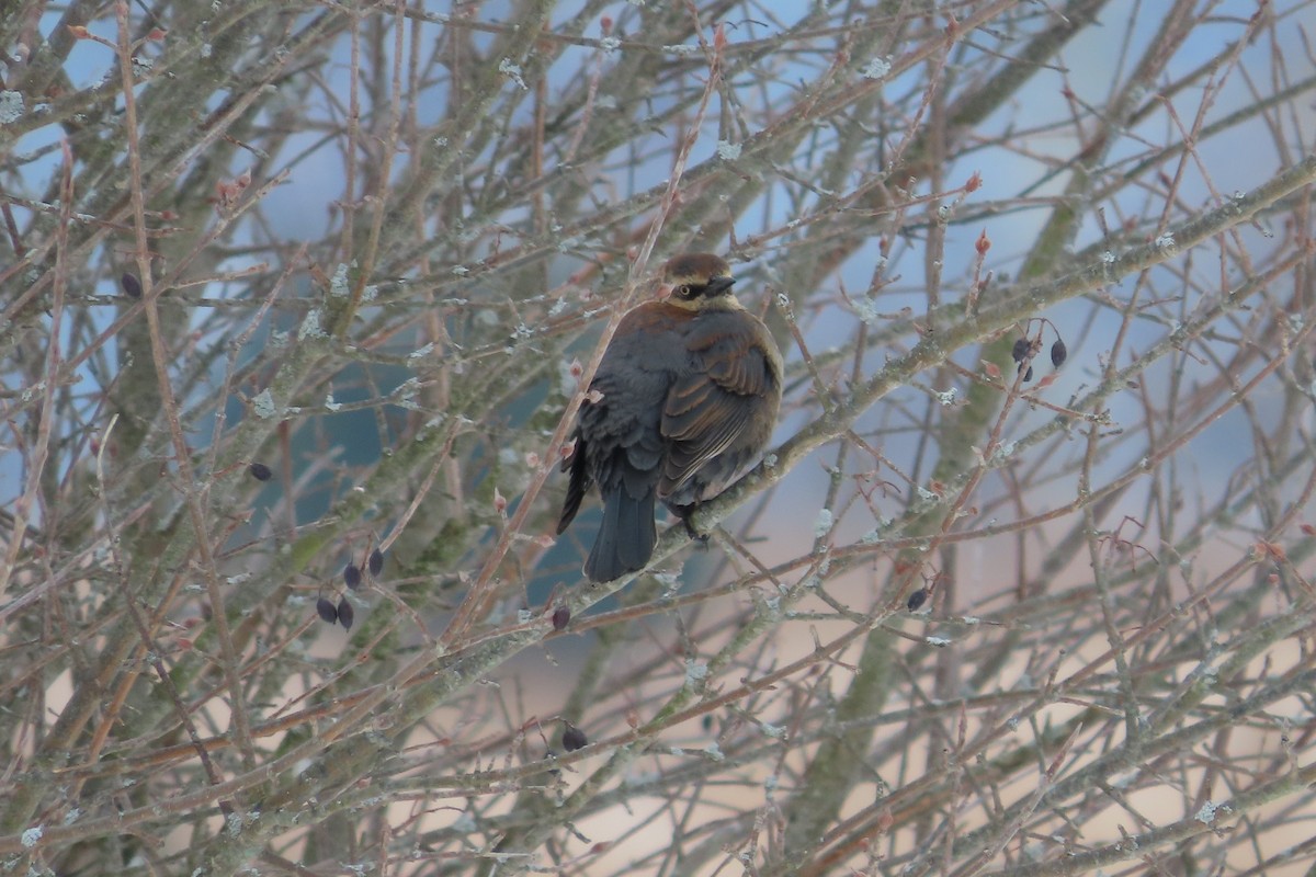 Rusty Blackbird - ML650274105