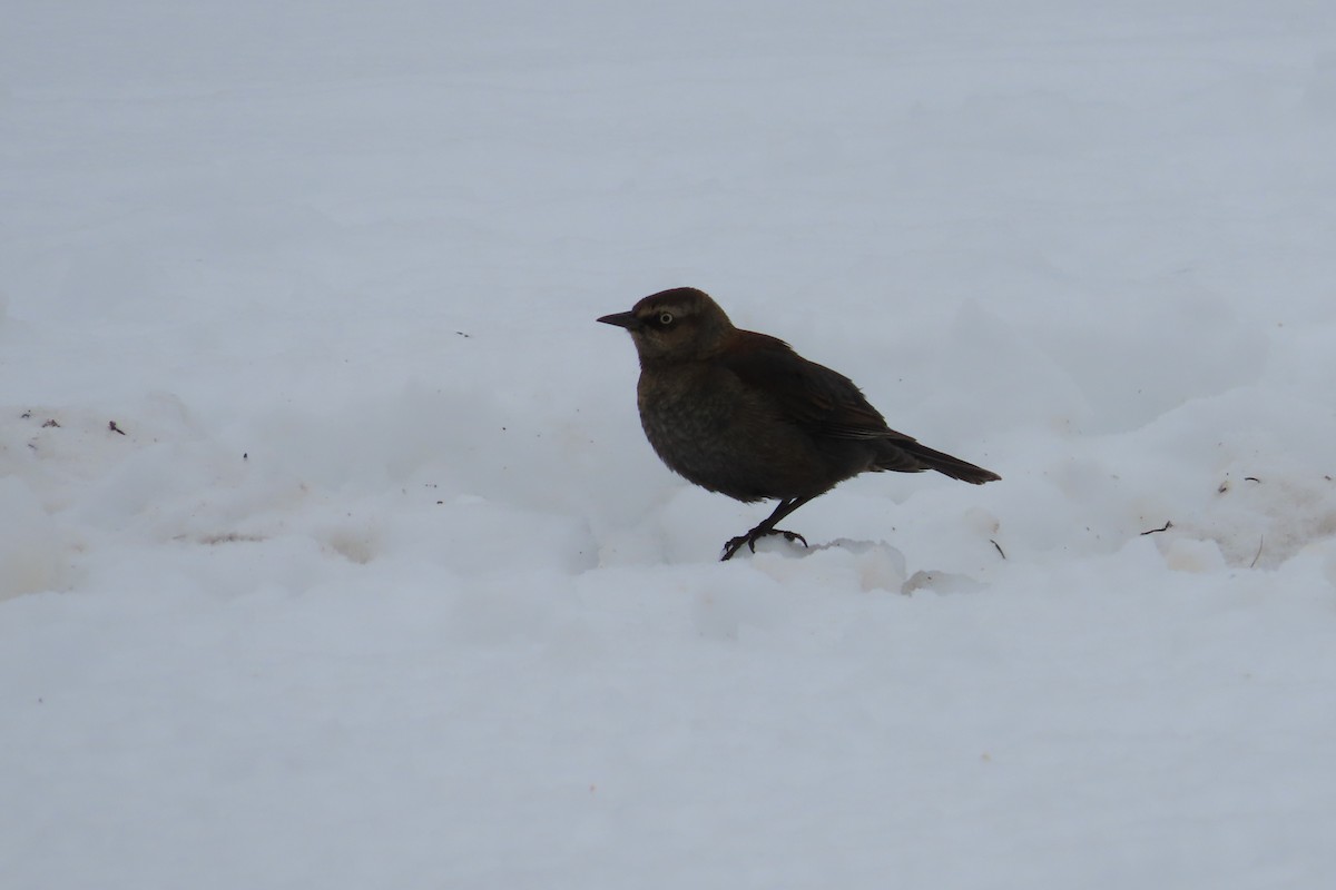 Rusty Blackbird - ML650274118