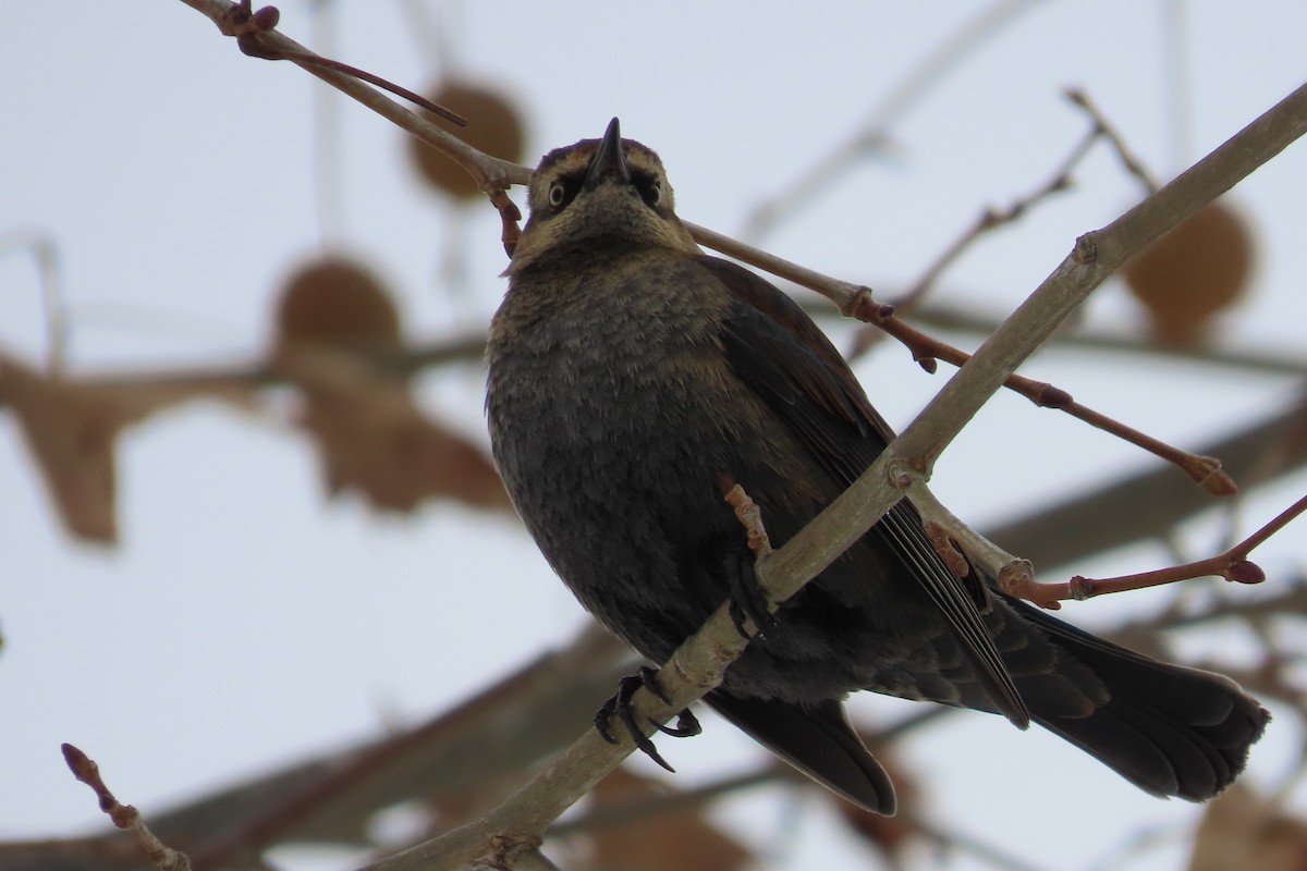 Rusty Blackbird - ML650274152