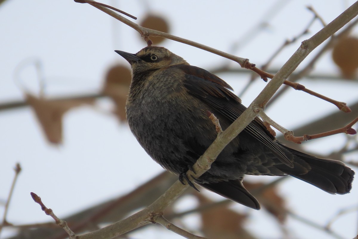 Rusty Blackbird - ML650274165