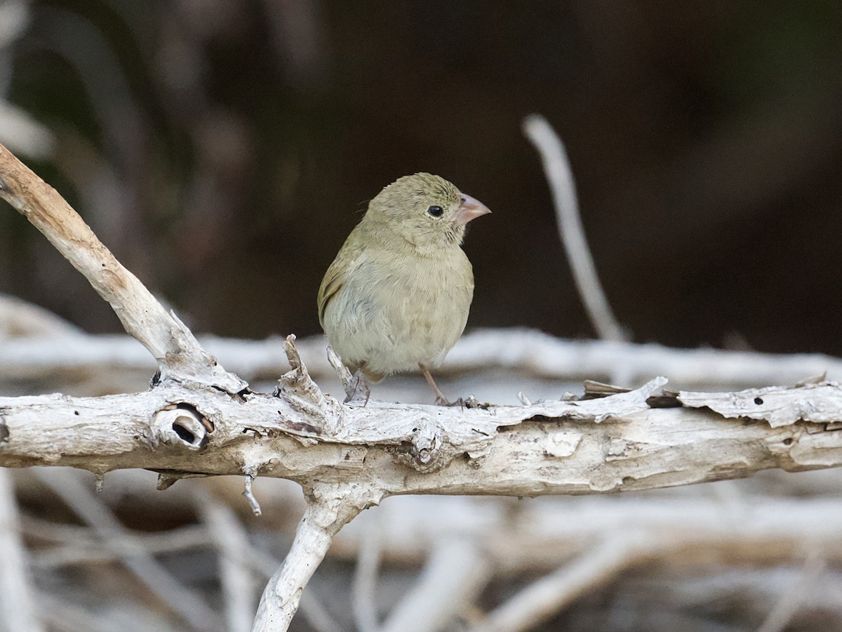Black-faced Grassquit - ML650274315