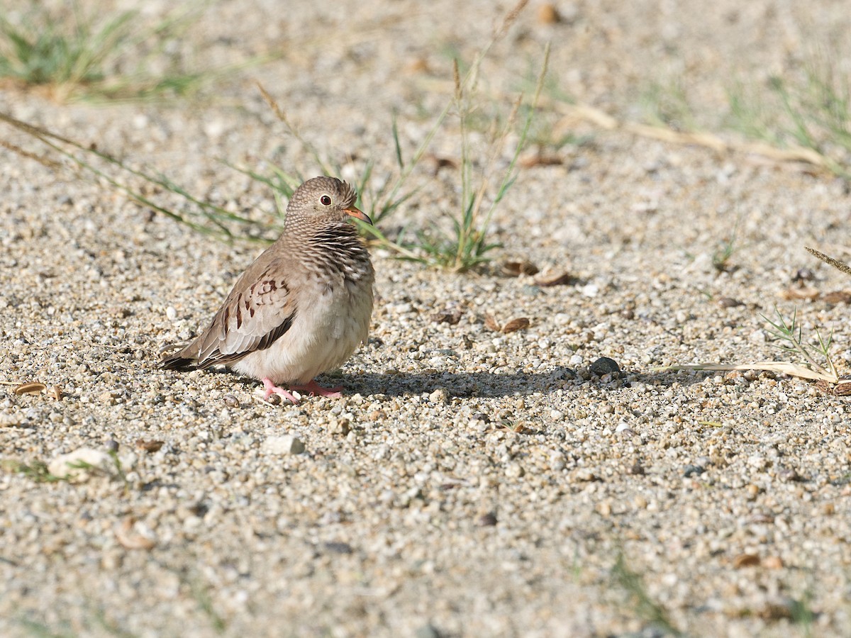 Common Ground Dove - ML650274453