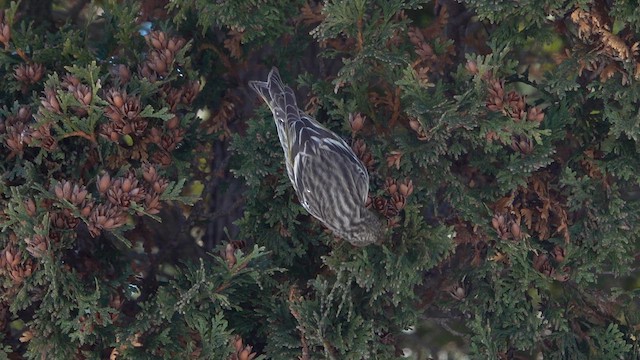 Pine Siskin - ML650274628