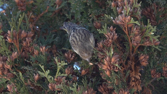 Pine Siskin - ML650274637