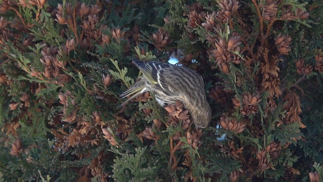 Pine Siskin - ML650274657