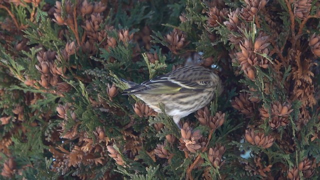 Pine Siskin - ML650274676