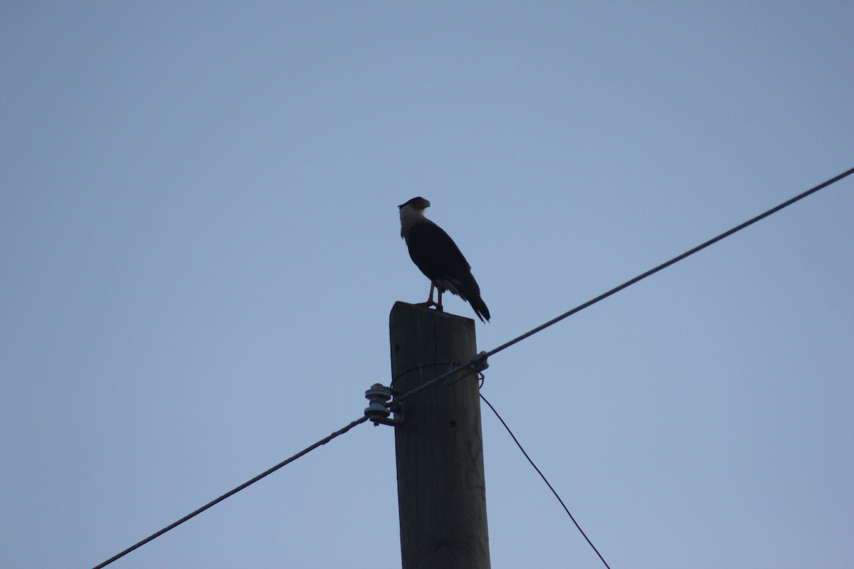 Crested Caracara (Northern) - ML650274721