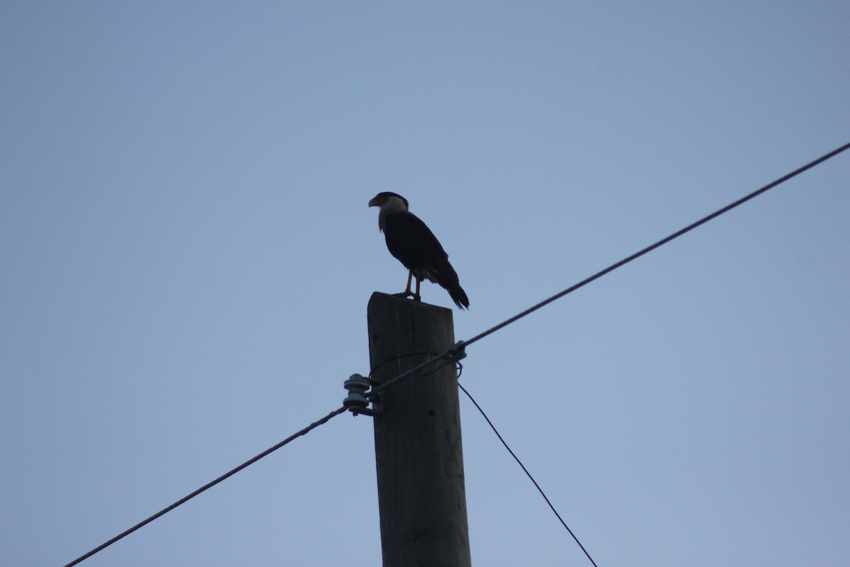 Crested Caracara (Northern) - ML650274722