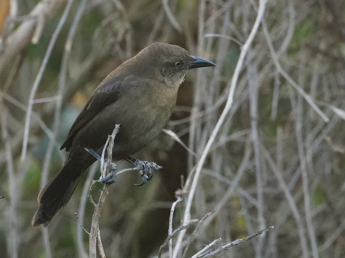 Carib Grackle - ML650274902