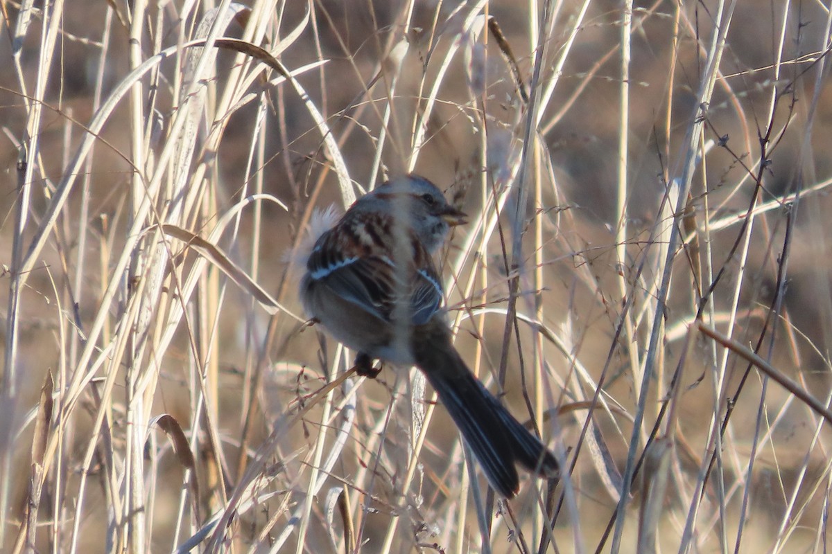 American Tree Sparrow - ML650274929