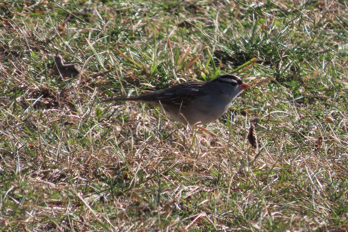 White-crowned Sparrow - ML650274947