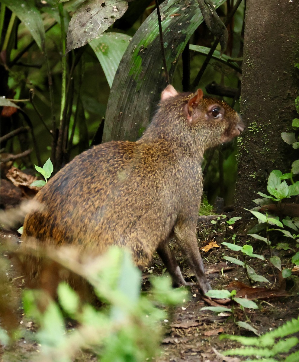 Guaqueque centroamericano - ML650275042