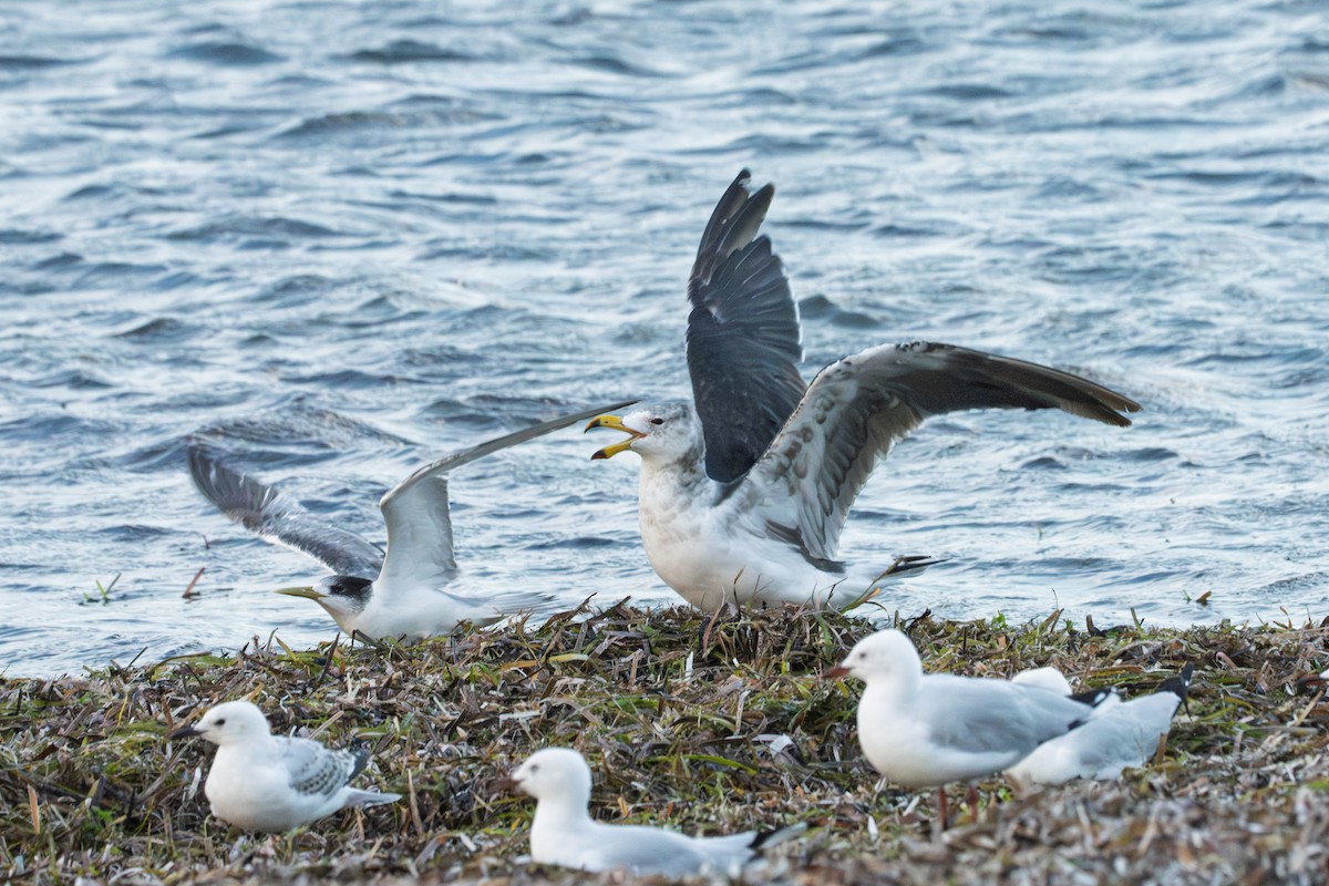 Pacific Gull - ML650275110