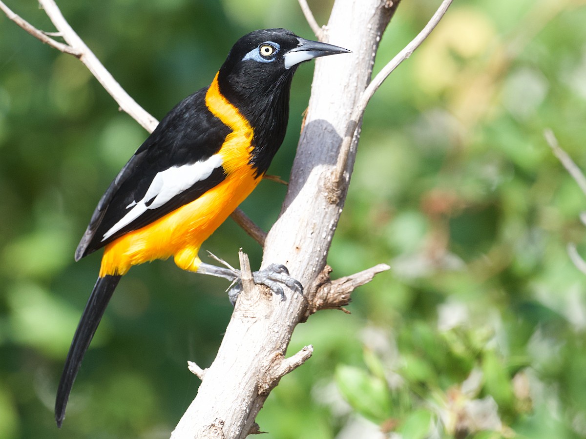 Venezuelan Troupial - ML650275202