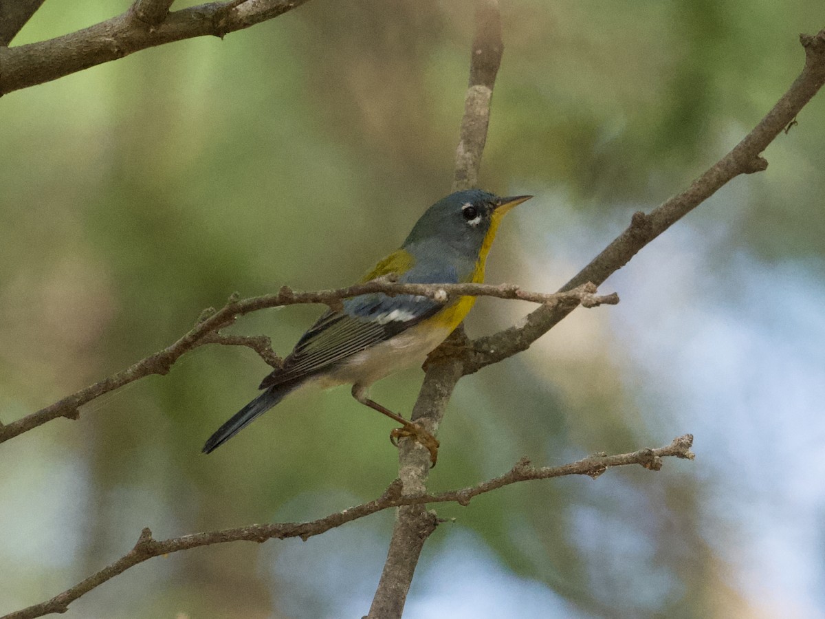 Northern Parula - ML650275679