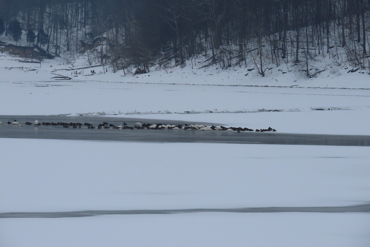 Tundra Swan - ML650275976