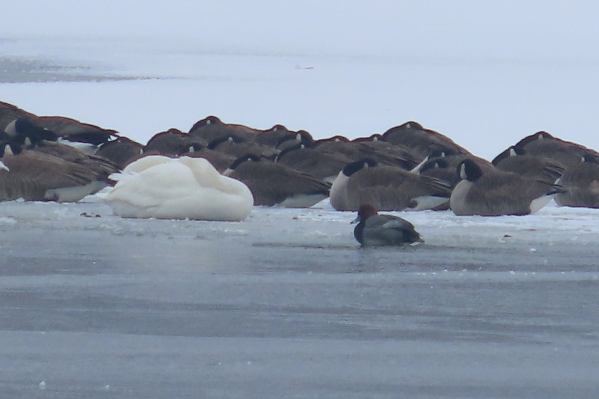 Redhead - ML650275999