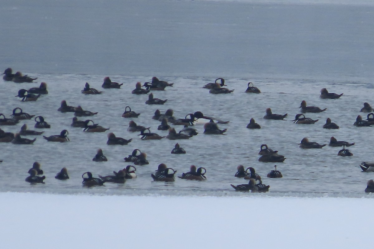 Hooded Merganser - ML650276026