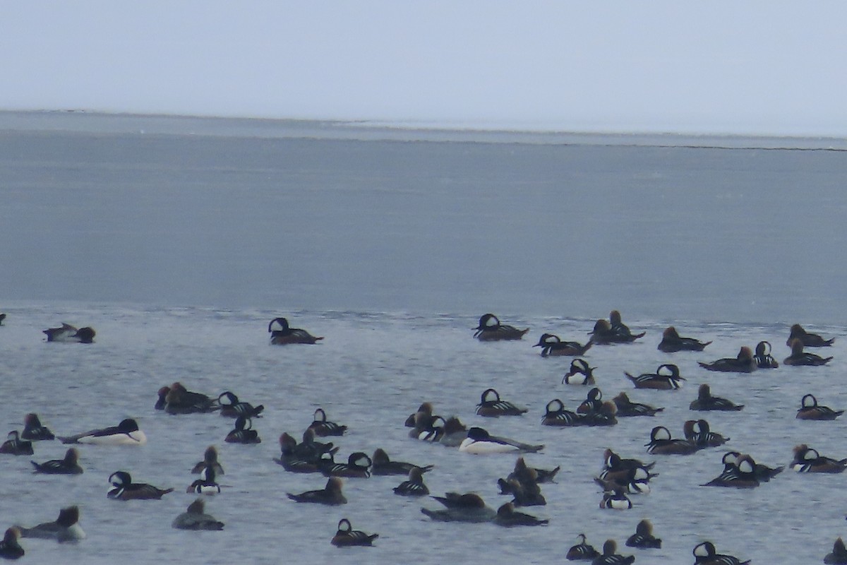 Hooded Merganser - ML650276039