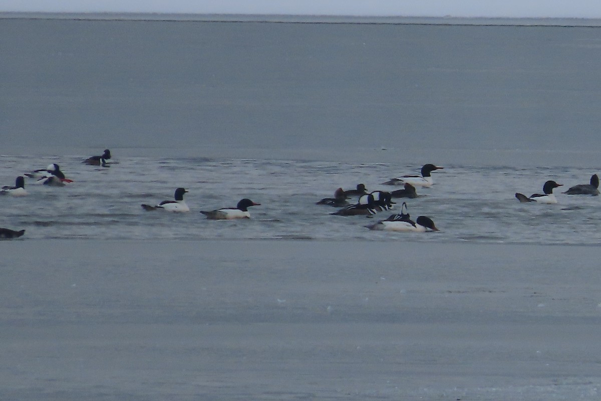 Common Merganser - ML650276069