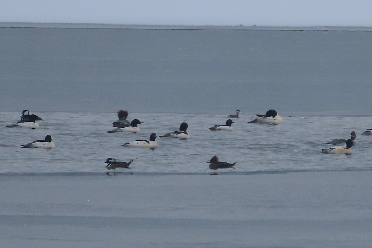 Horned Grebe - ML650276102