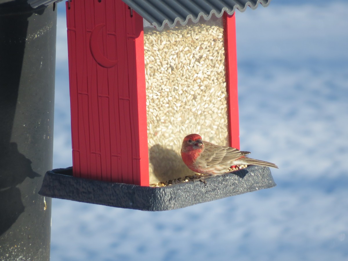 House Finch - ML650276603