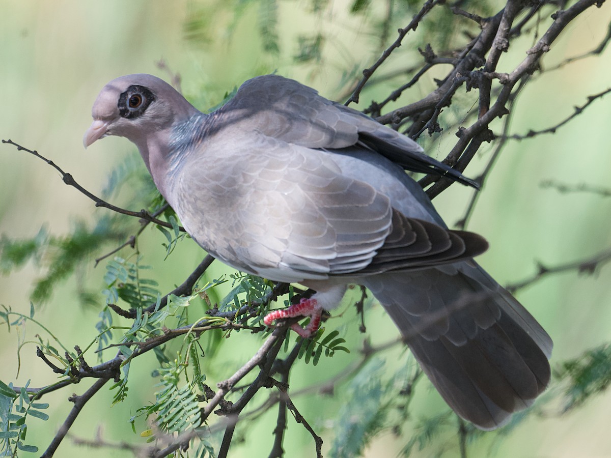 Bare-eyed Pigeon - ML650276856