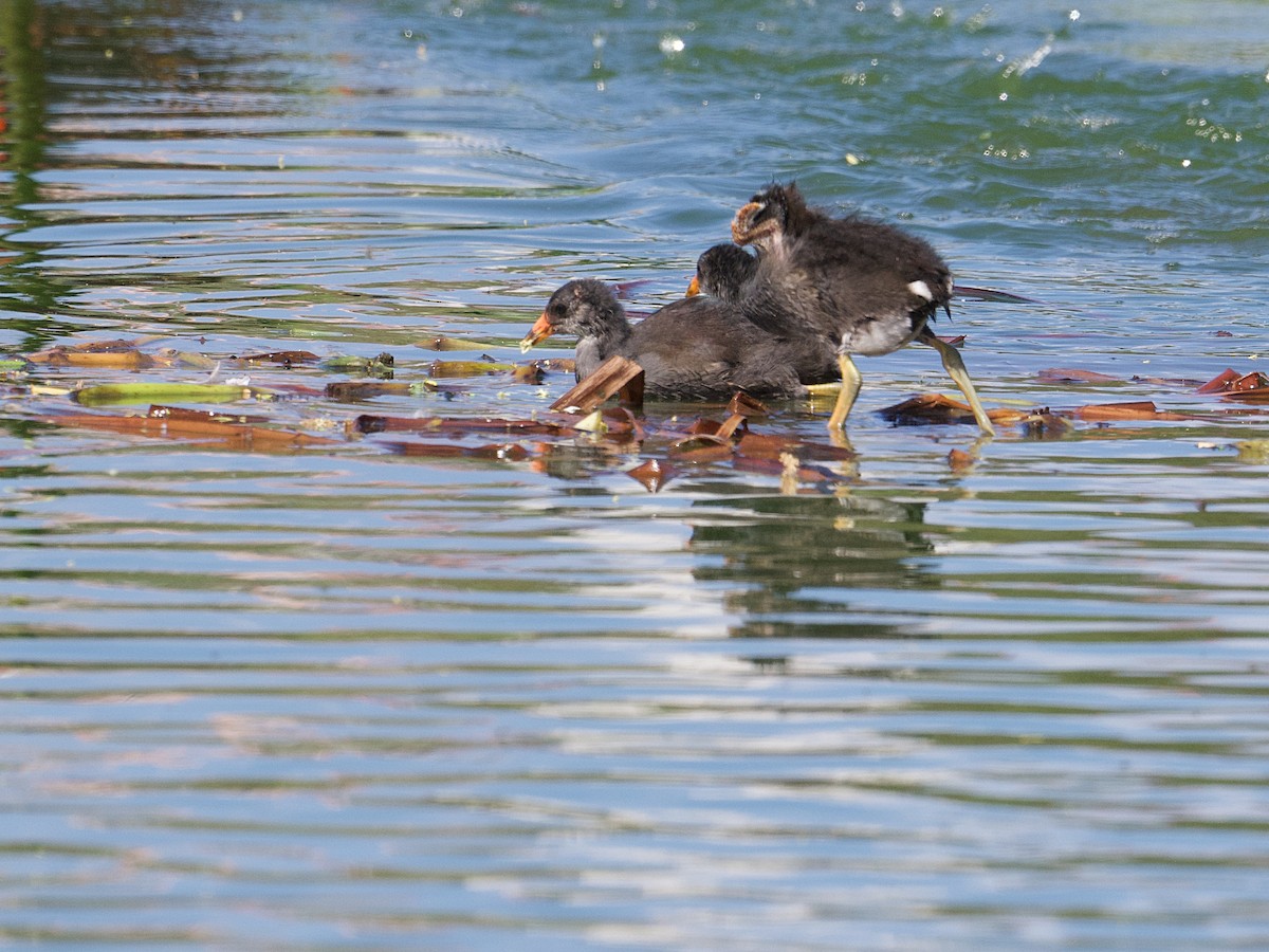 Uroilo amerikarra - ML650276970