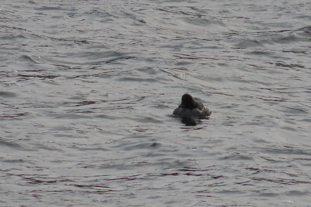 Common Goldeneye - ML650277147