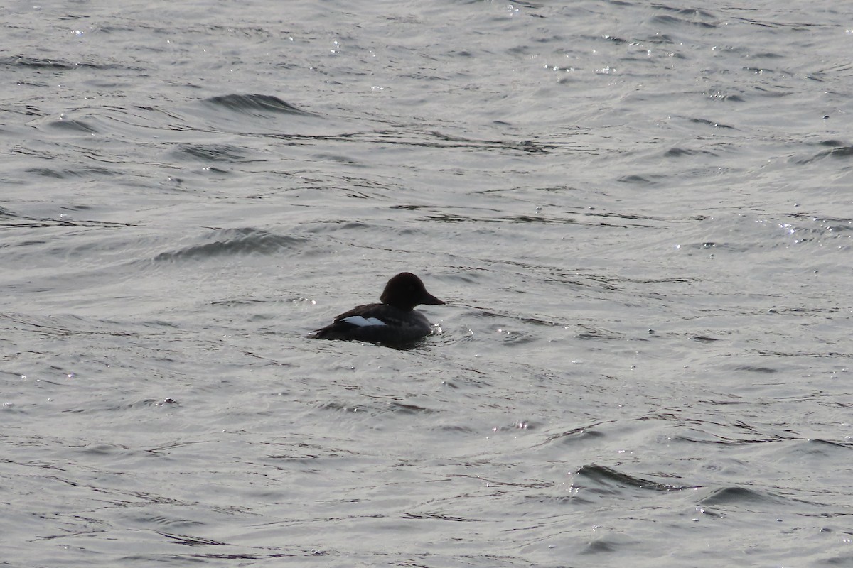Common Goldeneye - ML650277161
