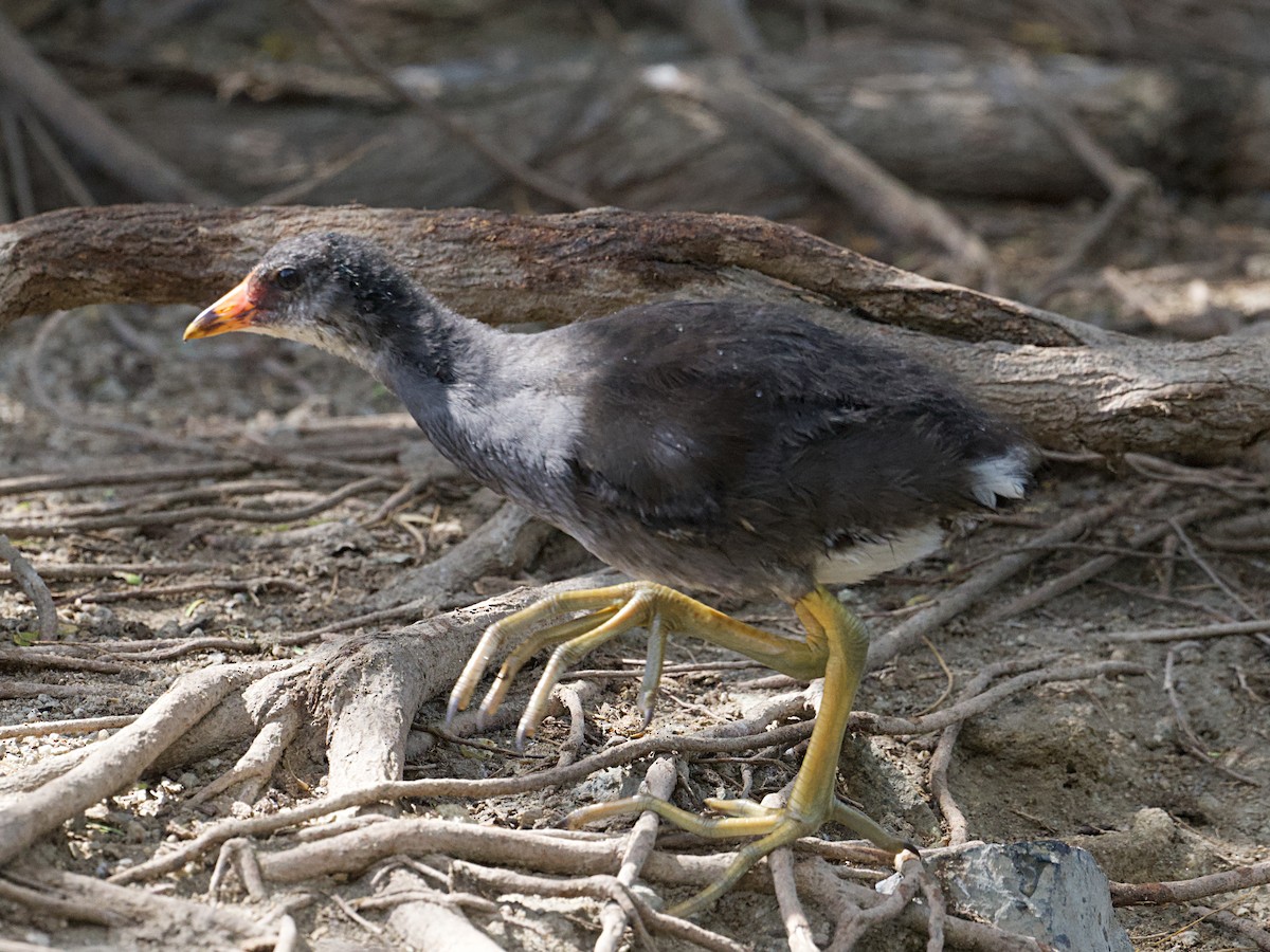 Uroilo amerikarra - ML650277191