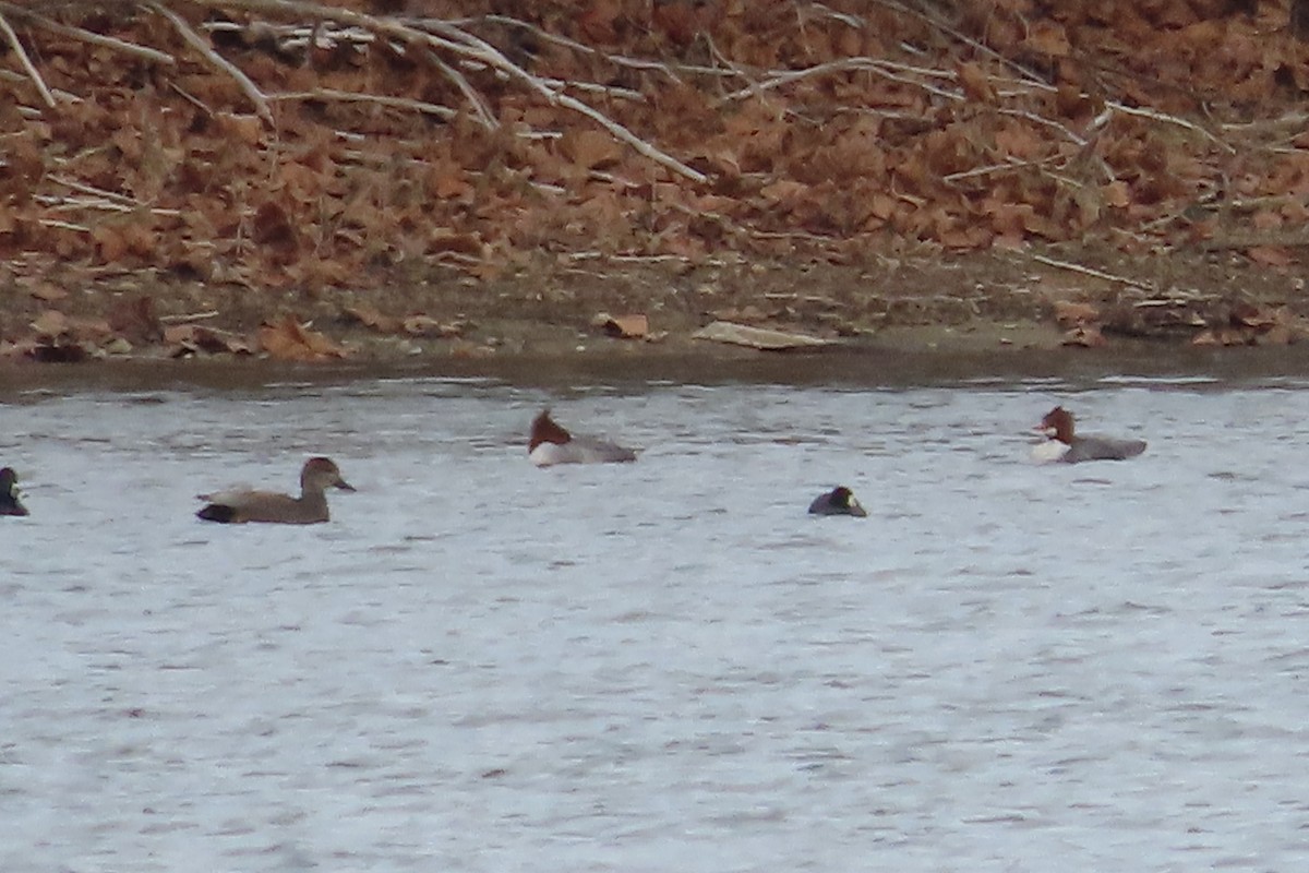 Common Merganser - ML650277211