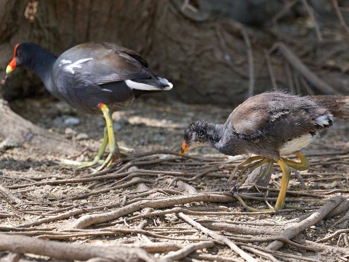 Uroilo amerikarra - ML650277380