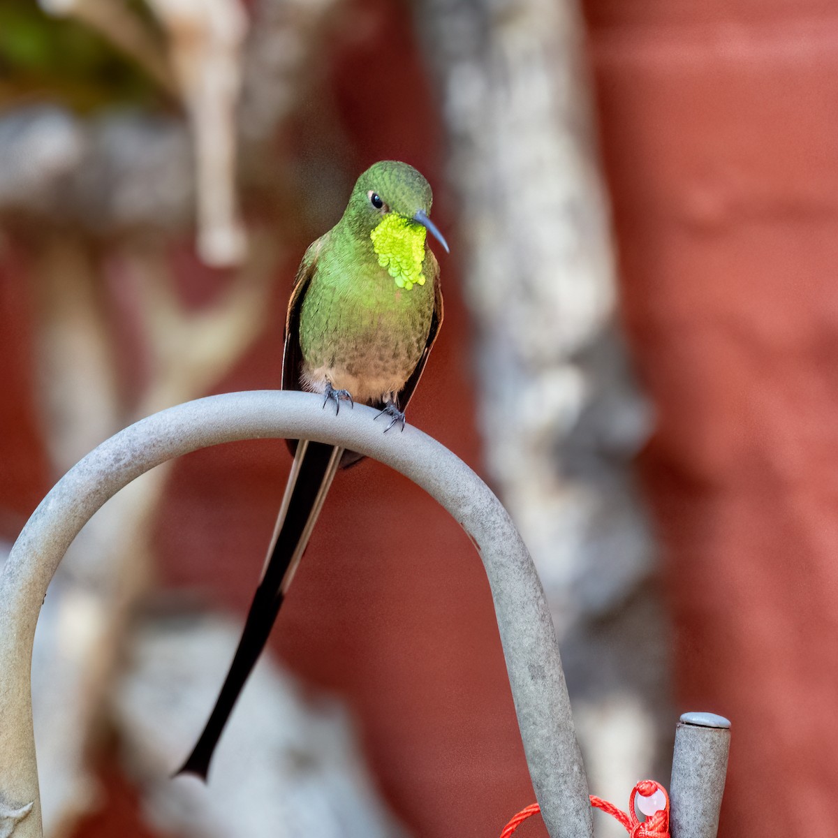 Black-tailed Trainbearer - ML650277446