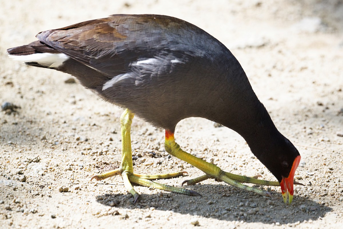 Uroilo amerikarra - ML650277485