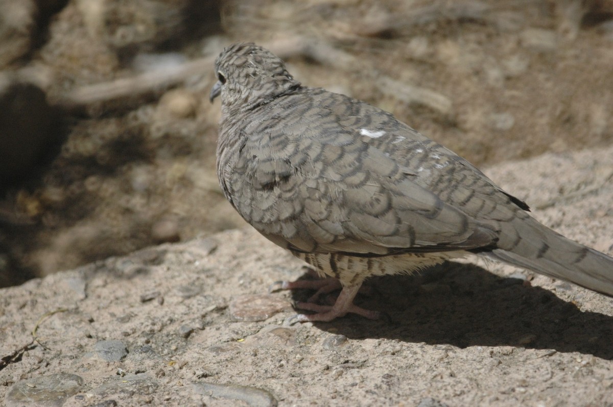 Colombe inca - ML650277530