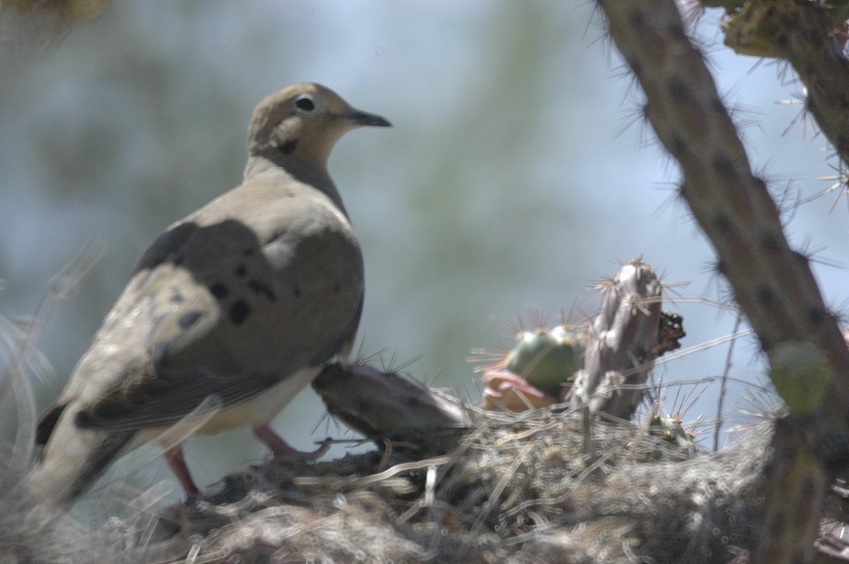 Tourterelle triste - ML650277548