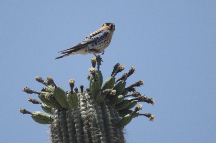 Crécerelle d'Amérique - ML650277563