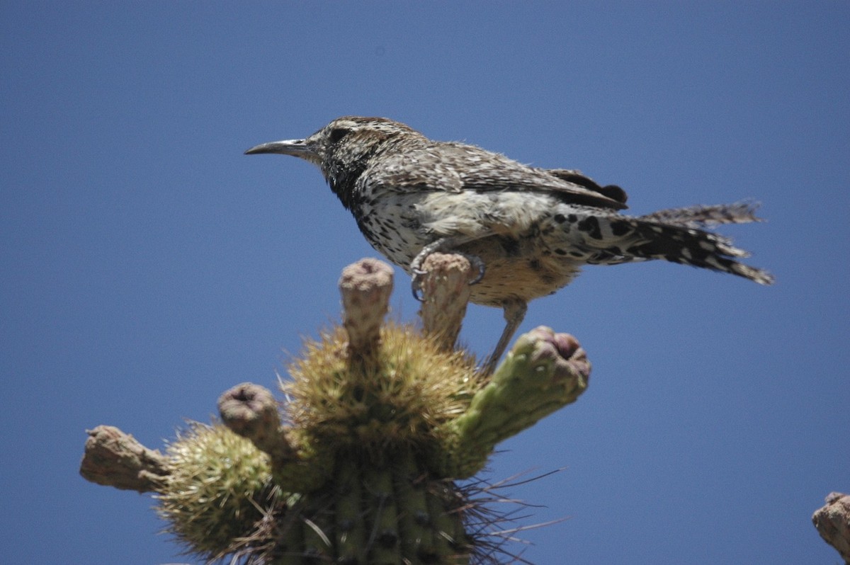 Troglodyte des cactus - ML650277599