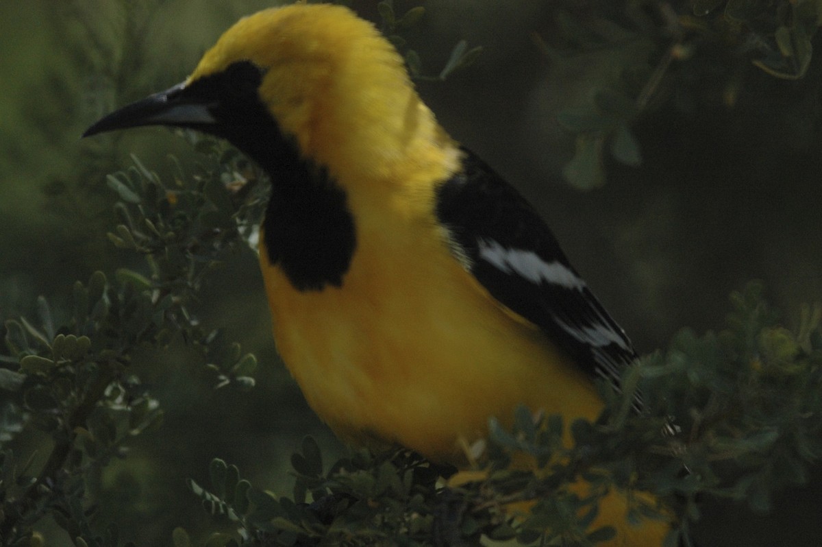 Oriole masqué - ML650277610