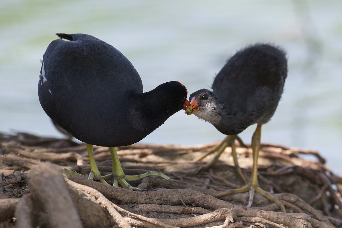 Uroilo amerikarra - ML650277612