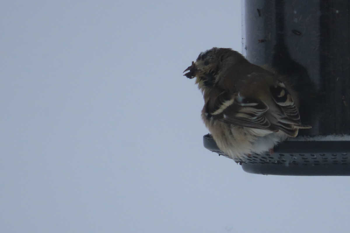 American Goldfinch - ML650277632