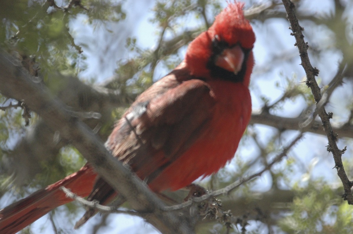 Cardinal rouge - ML650277638