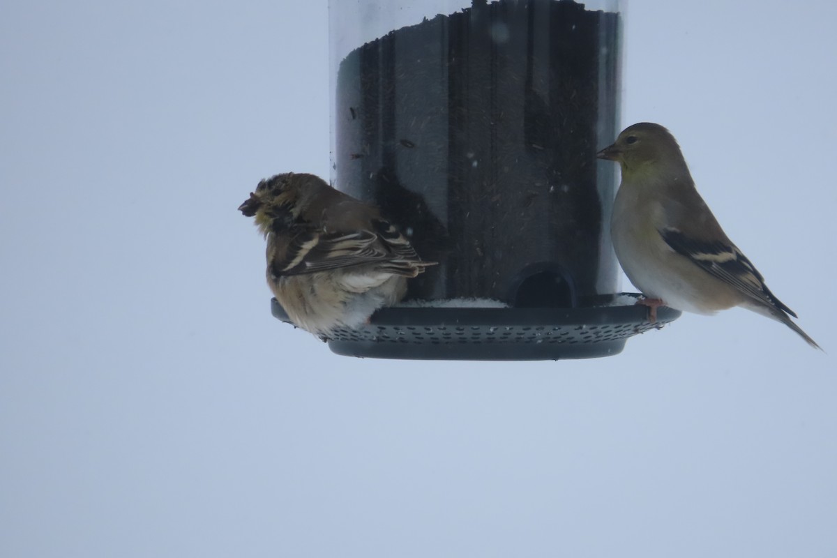 American Goldfinch - ML650277647