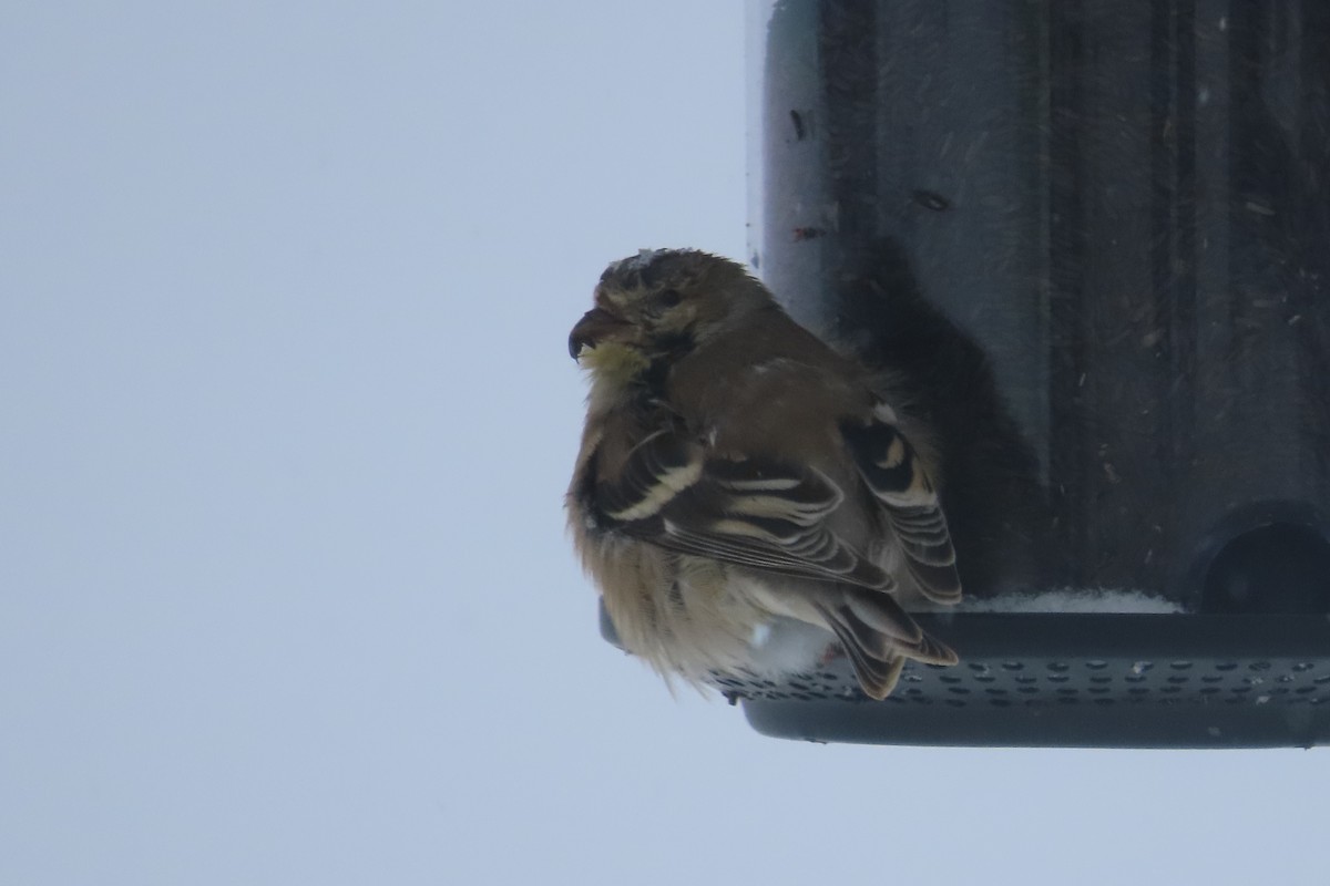 American Goldfinch - ML650277675