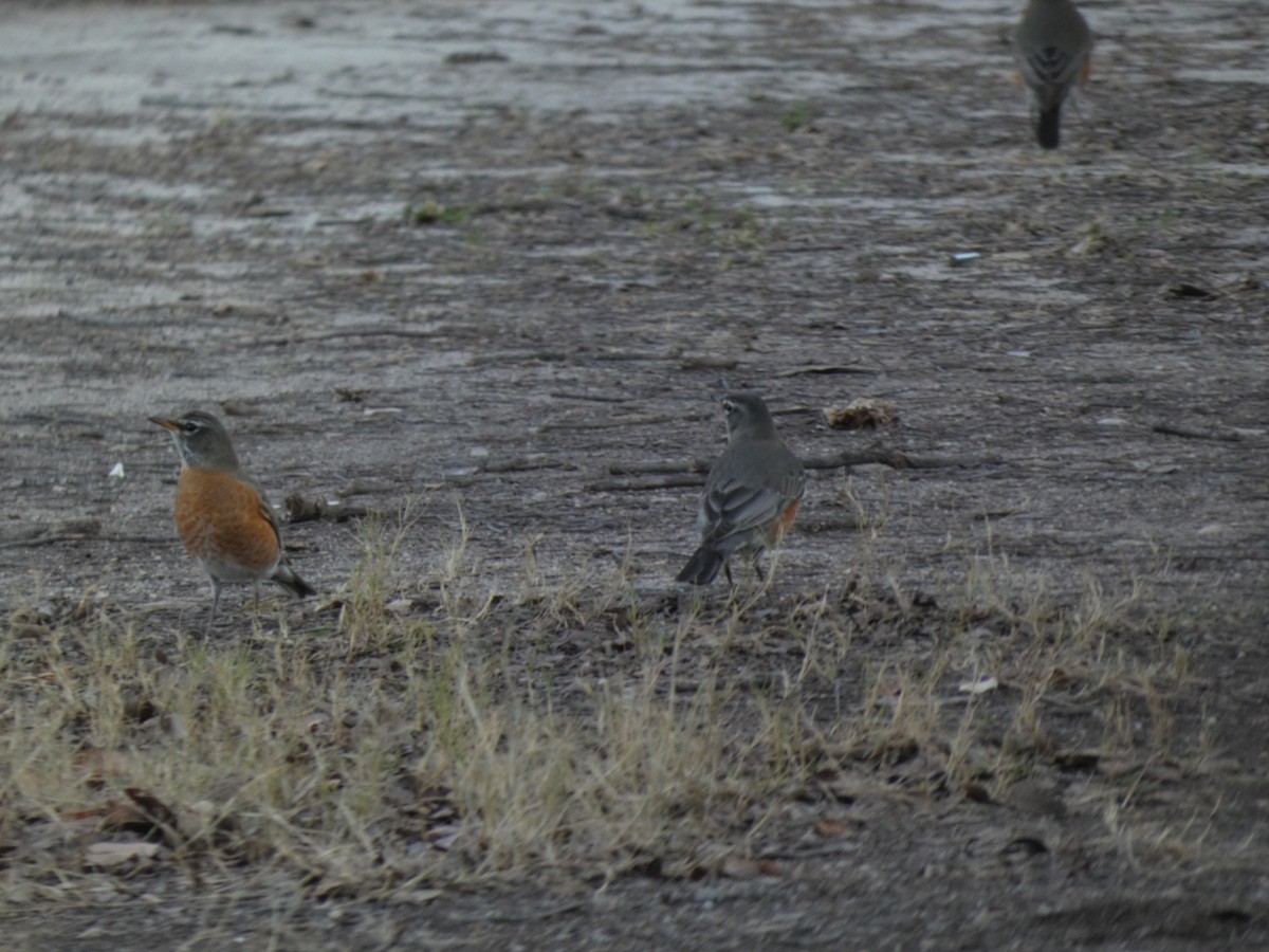 Странствующий дрозд - ML650277799