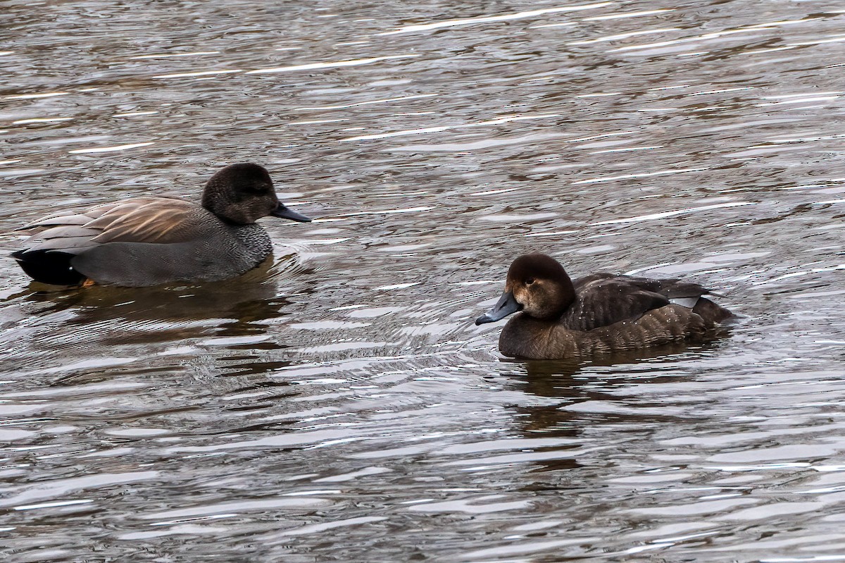 kobberhodeand - ML650277868