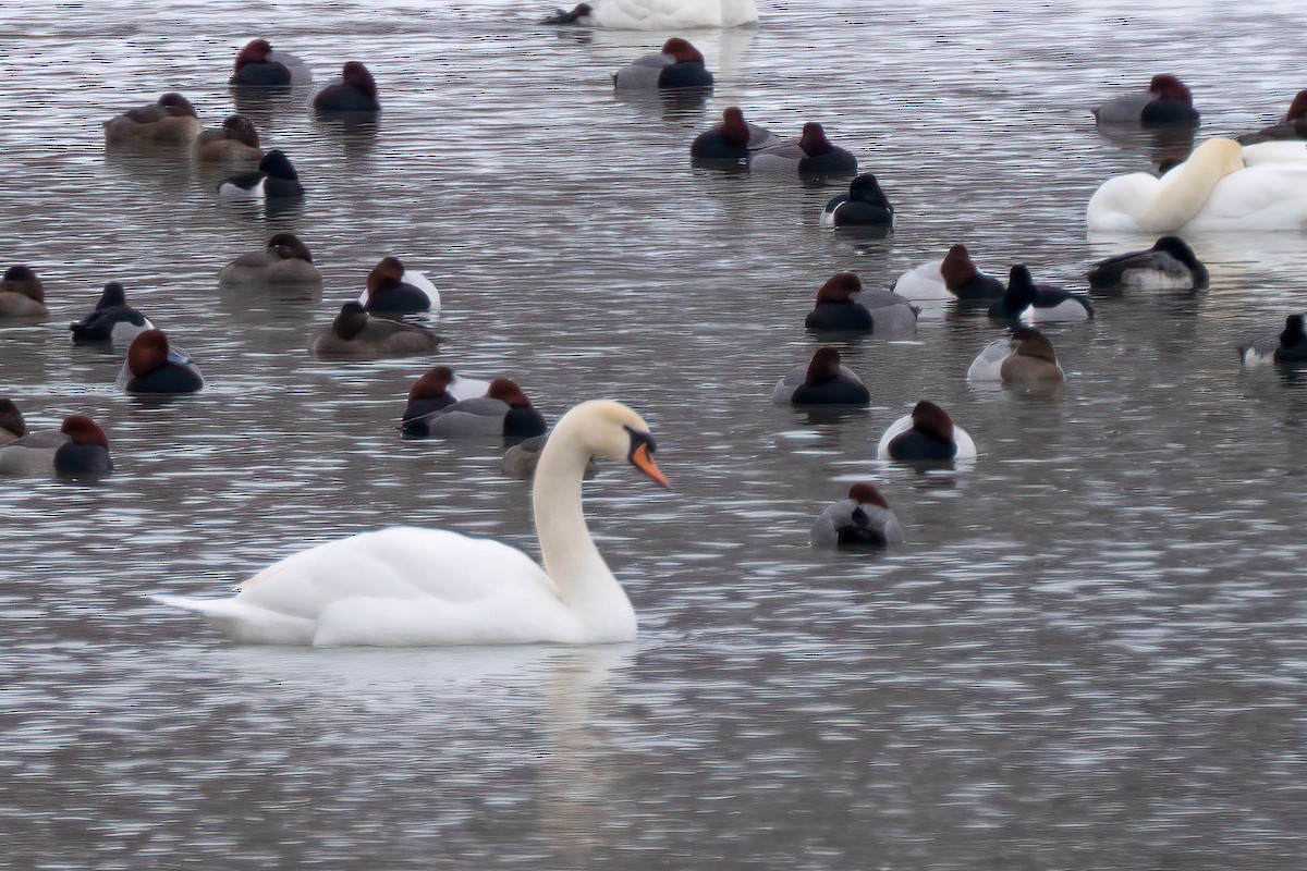 knoppsvane - ML650277911