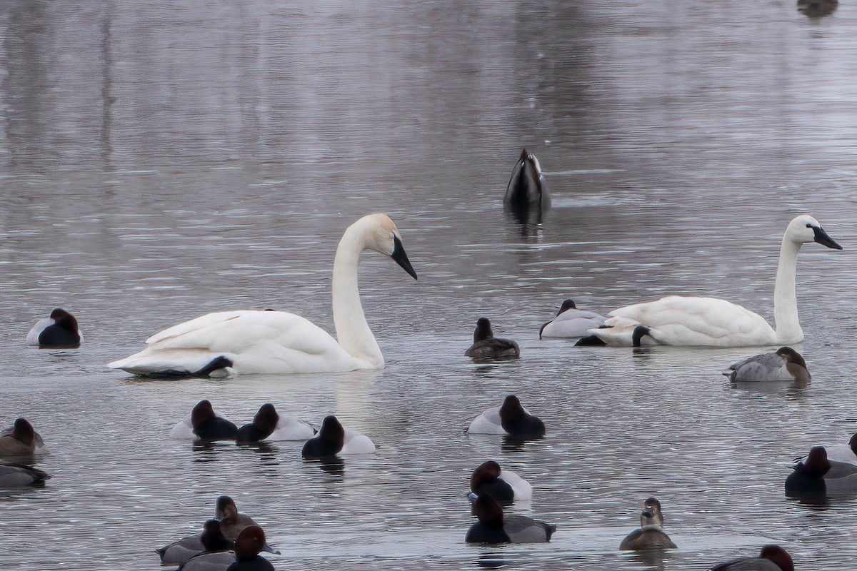 trompetsvane - ML650277919